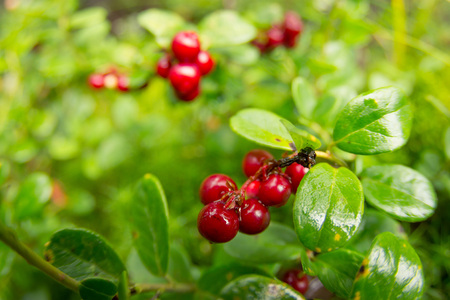Ripe red cowberry grows in pine forest.の写真素材