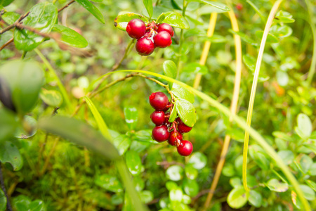 Ripe red cowberry grows in pine forest.