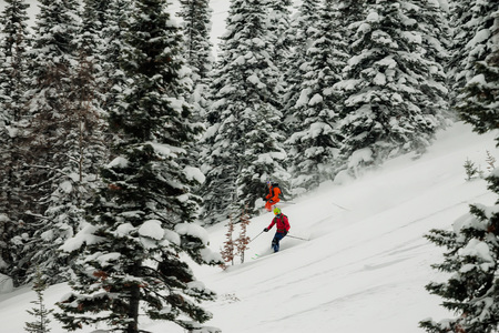 freerider rides in powder snow among the trees in the snow.