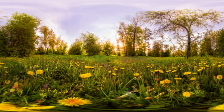 Field of yellow dandelions in the green forest at sunset. Spherical 360vr degree panorama.の写真素材