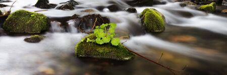 Panorama of nature in the river stone covered with moss and green grassの写真素材