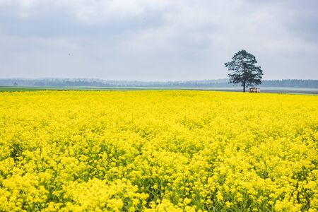 Yellow colza field and green tree in the morning in the fog at sunrise landscape