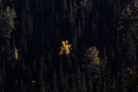 Yellow bright autumn tree in a dark coniferous forest at dawn. Minimalistic landscapeの写真素材
