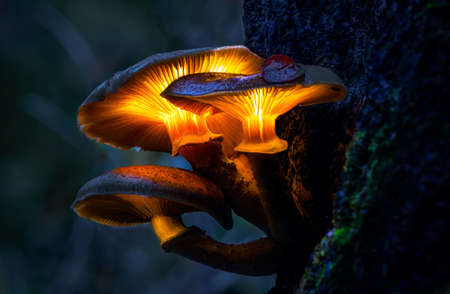glowing mushrooms in a dark forest, growing on a stump in a fantasy forest, beautiful magic light of a mushroom, macro photographyの写真素材