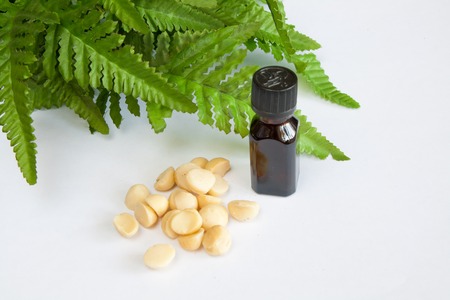 Macadamia nutsの写真素材