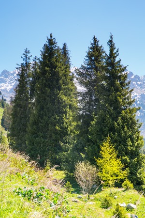 Mountains view at summer near Almaty, Kazakhstanの写真素材