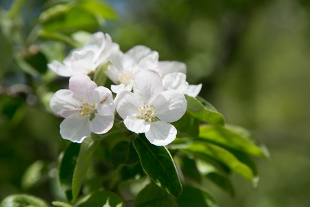 spring apple blossom on the green leafs background