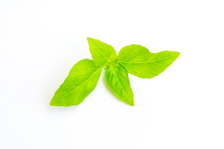 Basil leaf isolatedの写真素材