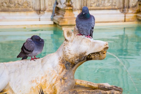 Pigeon on the fountain sculptureの写真素材