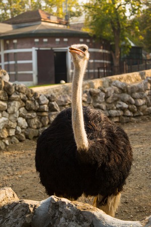 Ostrich head closeupの写真素材