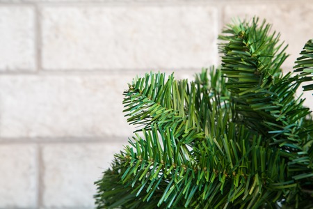 Branch of Christmas treeの写真素材