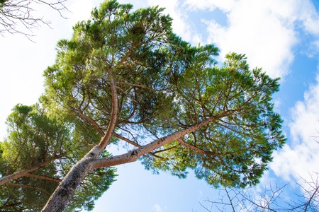Green branches of pine against the blue skyの写真素材