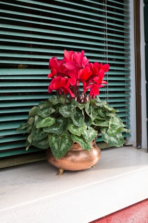 idyllic window with flowerの写真素材