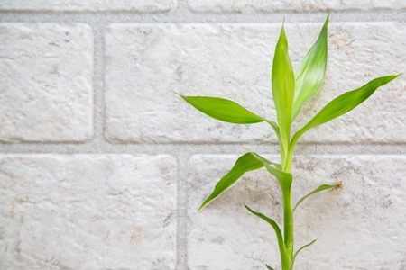 Lucky bamboo Belgian evergreen on the grey brick wall backgroundの写真素材