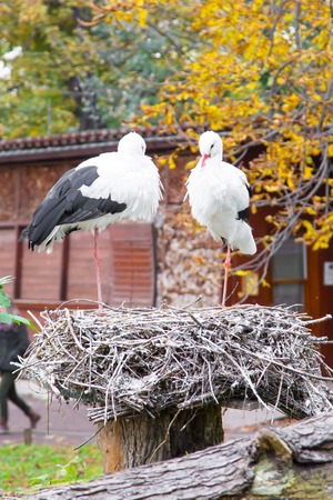 Two White storks standing at the nestの写真素材