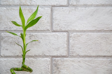 Lucky bamboo Belgian evergreen on the grey brick wall backgroundの写真素材