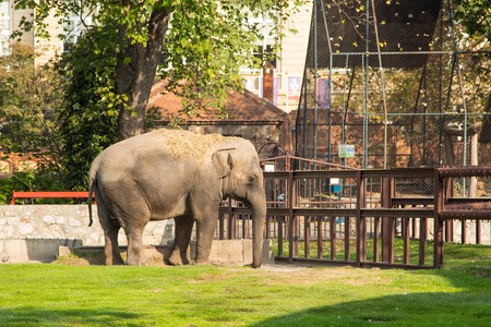 Elephant in the zooの写真素材