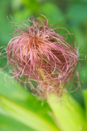 Corn plant closeupの写真素材