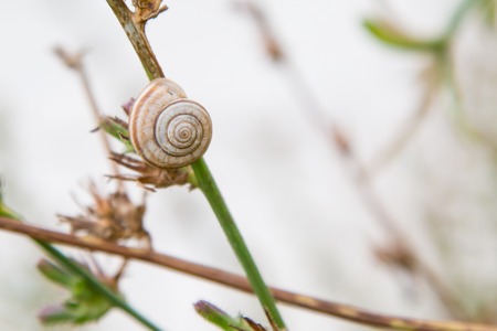 Single Snail on Grassの写真素材