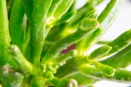 Houseplant Crassula Hobbit macroの写真素材