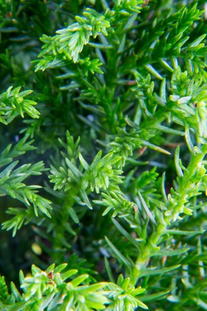 Macro of goldcrest cypressの写真素材