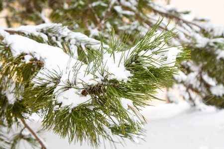 Pine branches covered with hoarfrostの写真素材