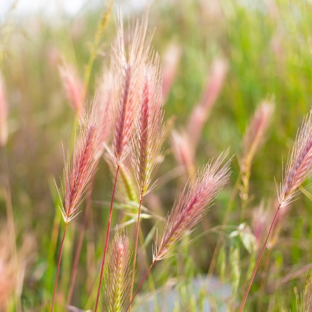 The field of spikes at spring timeの写真素材