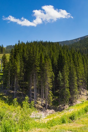 Mountains forest  view at summer near Bansko, Bulgariaの写真素材