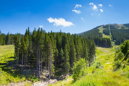 Mountains forest  view at summer near Bansko, Bulgariaの写真素材