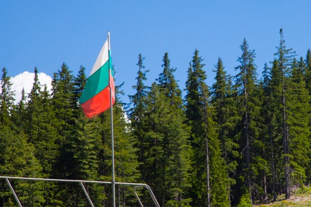 Bulgarian flag on the green pine trees and blue sky background
