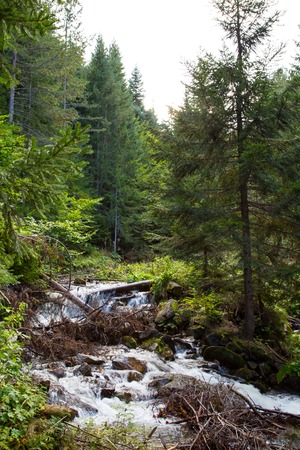 View of the forest stream during the summer timeの写真素材