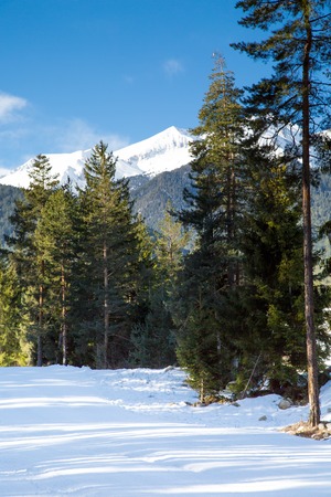 Green pine trees and white snow peak of the mountain behindの写真素材