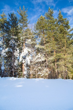 Green pine trees and white snow peak of the mountain behindの写真素材