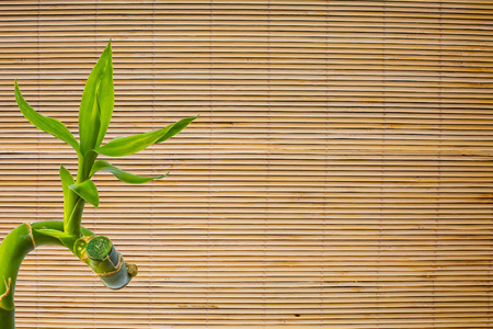 Background of bamboo fresh green leaf on the  mat texture. Eco backgroundの写真素材
