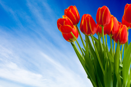 Bouquet of bright tulips on the blue sky background With Copy Space Free Text Or Your Text Hereの写真素材