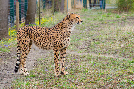 Cheetah Gepard, Acinonyx jubatusの写真素材