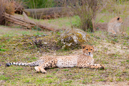 Beautiful Cheetah Gepard, Acinonyx jubatusの写真素材