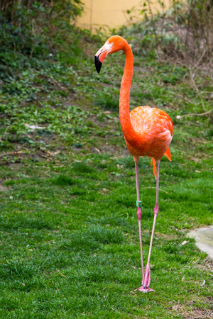 American or Caribbean Flamingo portraitの写真素材