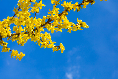 Spring yellow Forsythia europaea blossom in a sun rays on the blue sky backgroundの写真素材