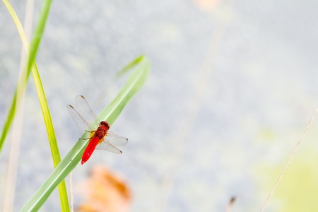 The Red dragonfly resting on a strawの写真素材