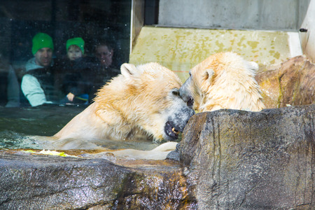 Vienna, Austria - April 4, 2015: Two Polar Bears kiss and people looking at them through the glassのeditorial素材