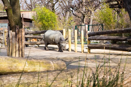 Profile view of a white rhinoceros walking along the fenceの写真素材