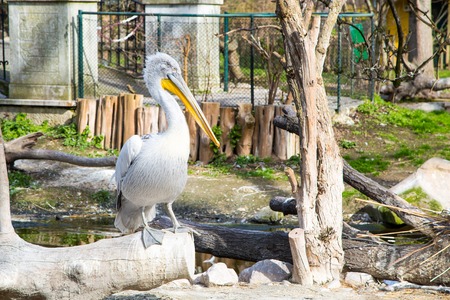 Great White Pelican or Pelecanus onocrotalus also known as the Eastern White Pelican Rosy Pelican or White Pelican is a bird in the pelican family.の写真素材