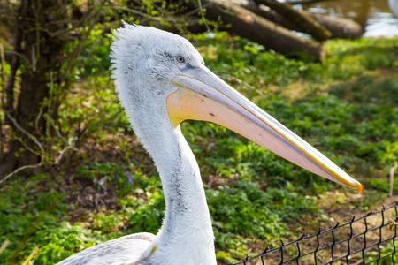 Close up portrait of Great White Pelican or Pelecanus onocrotalus also known as the Eastern White Pelican Rosy Pelican or White Pelican is a bird in the pelican family.の写真素材