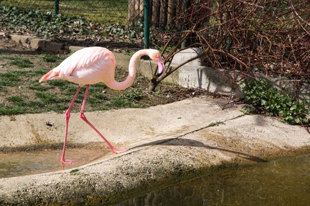 Beautiful Pink flamingo walking to the pondの写真素材