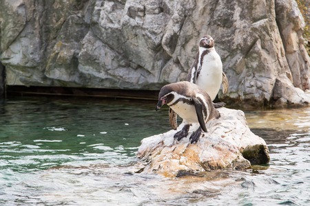 Two Humboldt Penguin or Peruvian Penguin  standing at the stone near the waterの写真素材