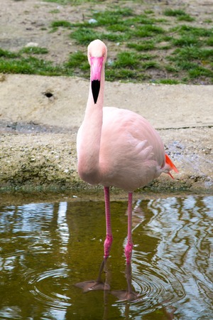 Pink flamingo standing at the water and looking at cameraの写真素材