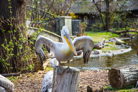 Great White Pelican or Pelecanus onocrotalus also known as the Eastern White Pelican Rosy Pelican or White Pelican is a bird in the pelican family.の写真素材