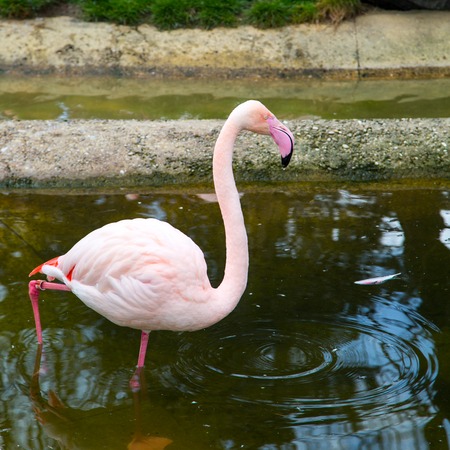 Pink flamingo in the water of  the pond and circles on waterの写真素材
