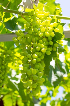 Bunch of young green vine leaves and grape vine at the sun raysの写真素材